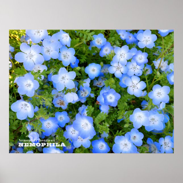 Póster NEMOPHILA（Baby Blue Eyes） (Frente)