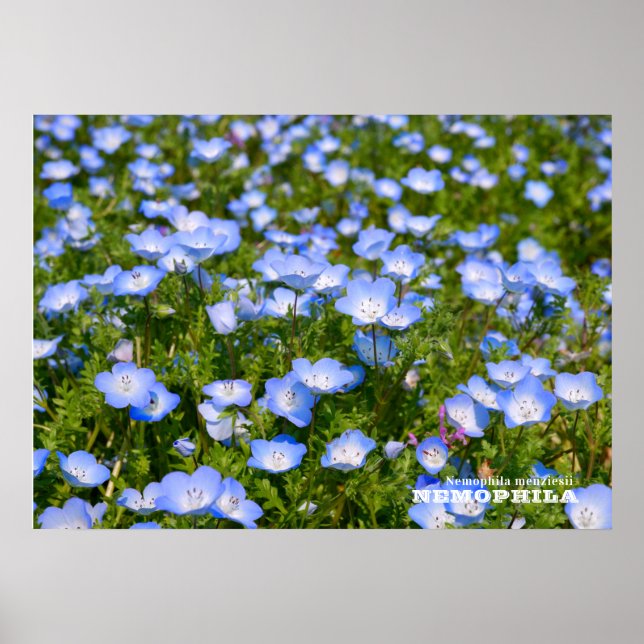 Póster NEMOPHILA（Baby Blue Eyes） (Frente)