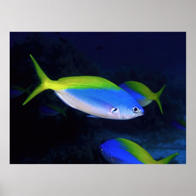 Póster Neon (Frente)