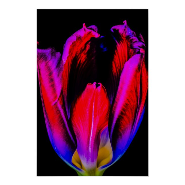 Póster Neon Glow Tulip (Anverso)