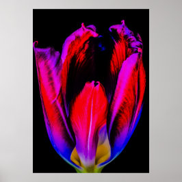 Póster Neon Glow Tulip