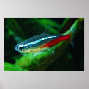 Póster Neon Tetra Fish Paracheirodon Innesi