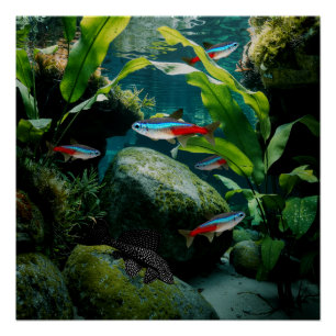 Póster Neon Tetras Plecostomus Aquarium Fish Tank Lovers