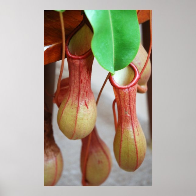 Póster Nepenthes Dangling (Frente)