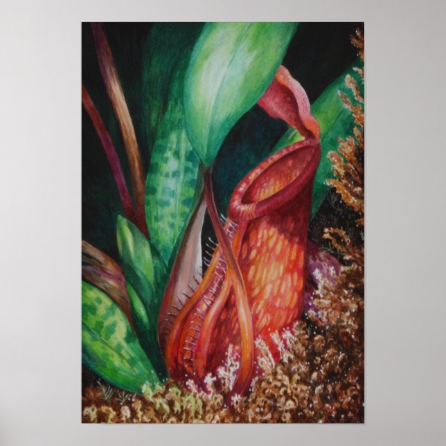 Póster Nepenthes De Mesilau Watercolor Art Poster (Frente)
