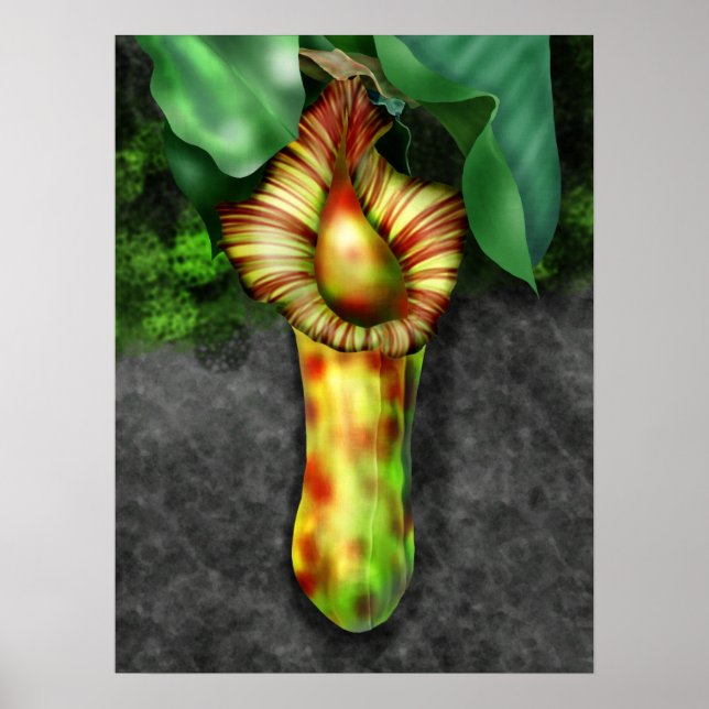 Póster Nepenthes, Ilustracion de planta de cocina (Frente)