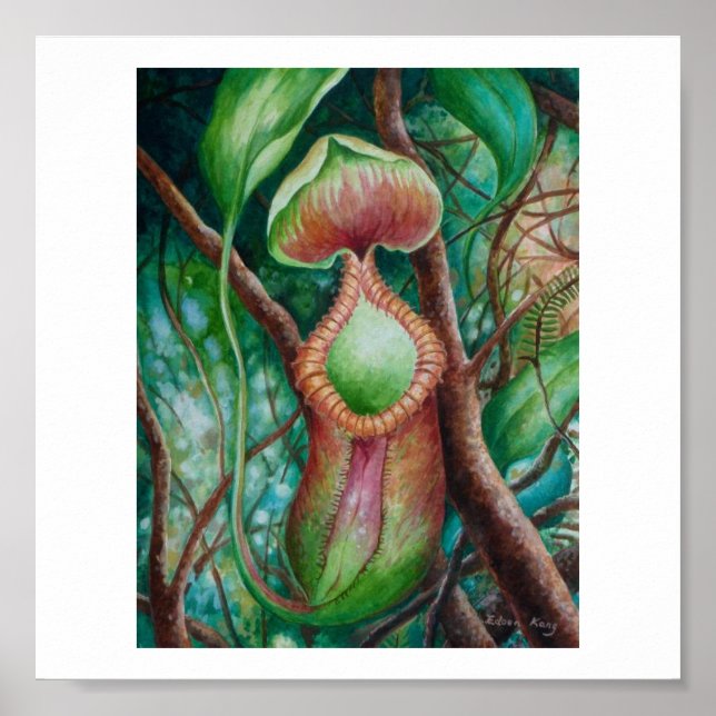 Póster Nepenthes Marcophylla Watercolor Art Poster (Frente)
