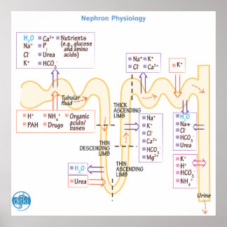 Póster Nephron Physiology