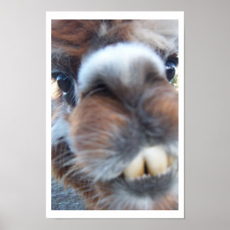 Póster Nerdy Llama