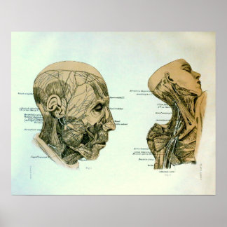Póster Nervios craneales