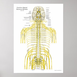 Póster Nervios craneales espinales Poster de anatomía qui