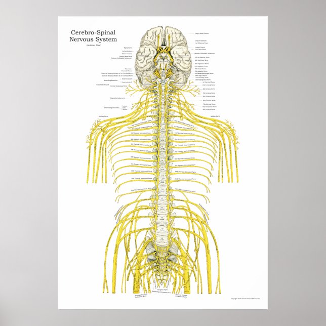 Póster Nervios craneales espinales Poster de anatomía qui (Frente)