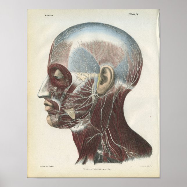 Póster Nervios de la Anatomía del Cuello (Frente)