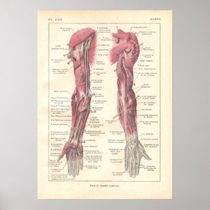 Póster Nervios del Poster de Anatomía Armada en francés