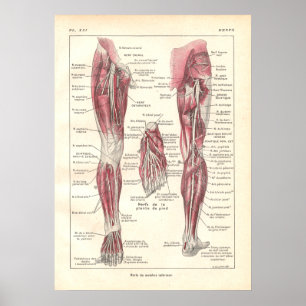 Póster Nervios del Poster de Anatomía de las Piernas en f