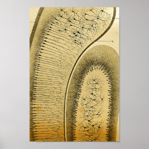 Póster Nervios del sistema nervioso central del vintage