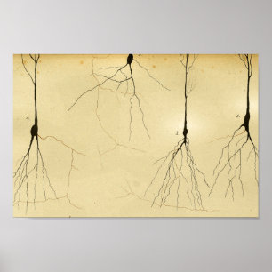 Póster Nervios del sistema nervioso central del vintage