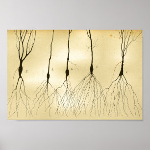 Póster Nervios del sistema nervioso central del vintage