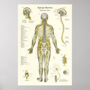 Póster Nervios espinales Quiropráctica Médica
