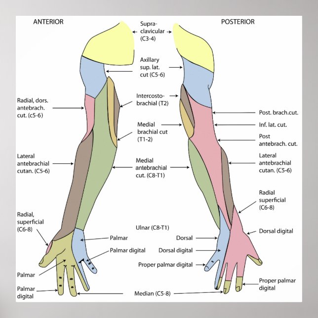 Póster Nervous System cutaneous innervation upper limb (Frente)