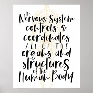 Póster Nervous System Poster, Chiropractic Poster, Chiro 