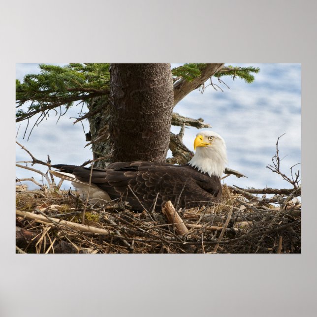Póster Nesting Bald Eagle (Frente)