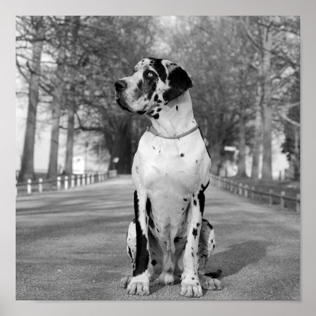 Póster Nestor blanco y negro (Frente)