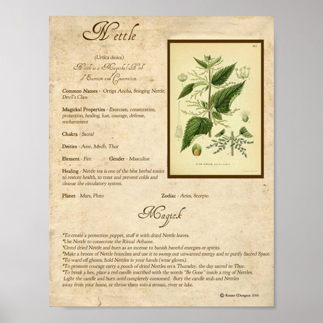 PÓSTER NETTLE MAGICK HERB (Frente)