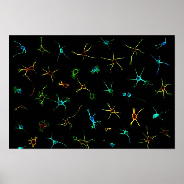 Póster NeuroGalaxy Poster (Frente)