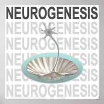 Neurogénesis