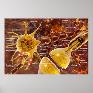 Póster Neuron