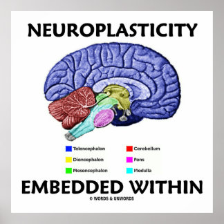 Póster Neuroplasticidad integrada en (anatomía cerebral)