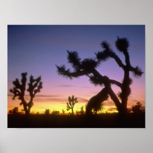 Póster NEVADA. EE. UU. Árboles de Josué Yucca brevifolia)