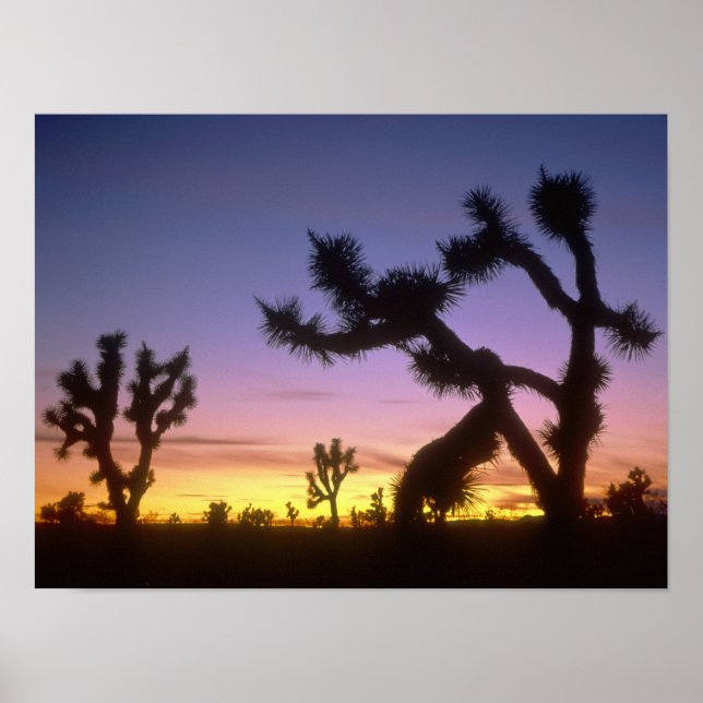 Póster NEVADA. EE. UU. Árboles de Josué Yucca brevifolia) (Frente)