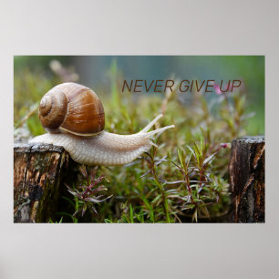 Póster NEVER GIVE UP - snail edition