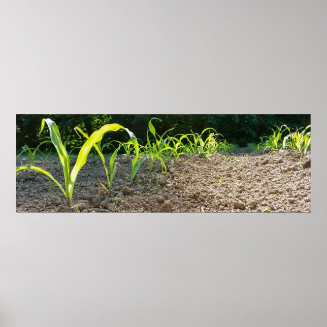 Póster new corn (Frente)