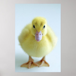 Póster New Duckling
