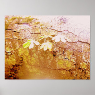 Póster New Growth On Fallen Tree Trunk