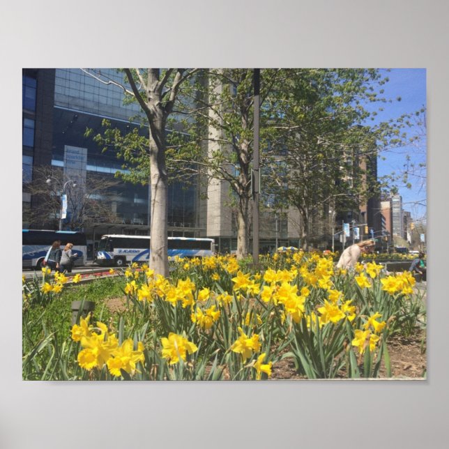 Póster New York City Daffodils Columbus Circle NYC Spring (Frente)