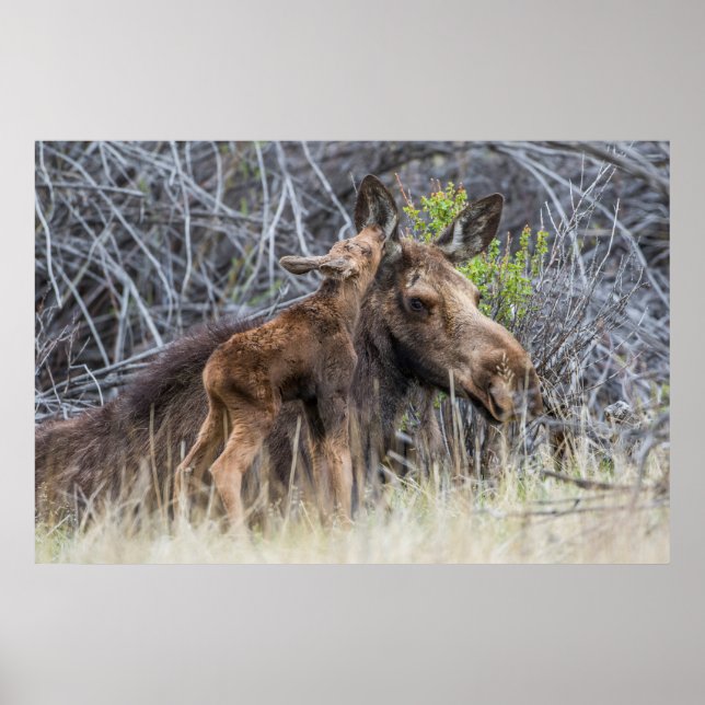 Póster Newborn Moose Calf Nuzzling its Mother (Frente)