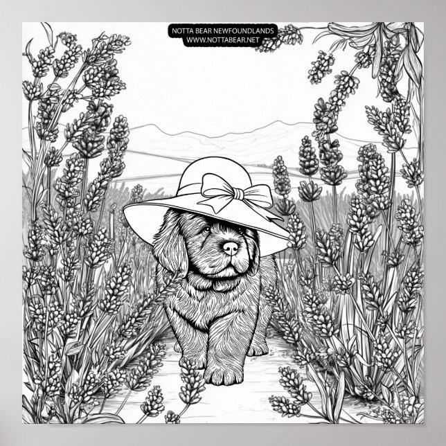 Póster Newfoundland Puppy Dog in a Lavender Flower Field (Frente)