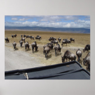 Póster Ngorongoro Wildebeest