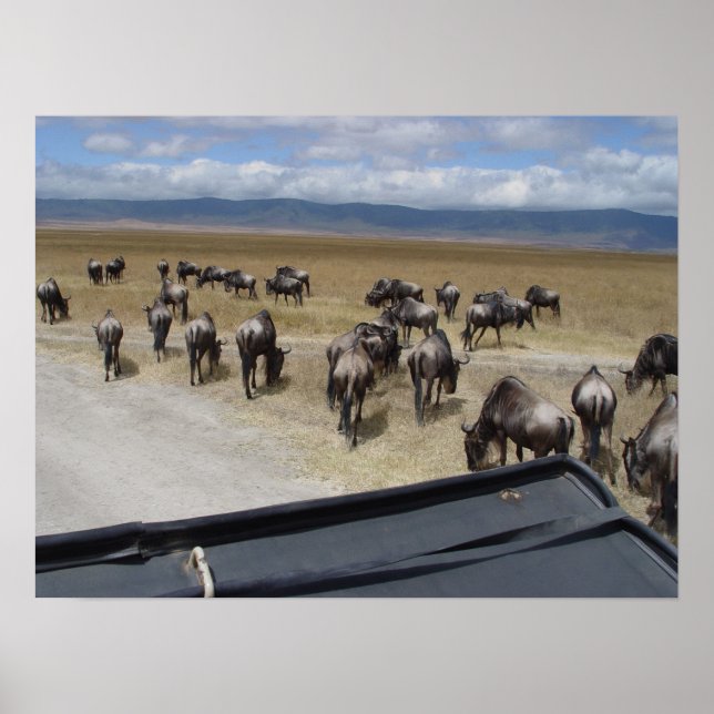 Póster Ngorongoro Wildebeest (Frente)