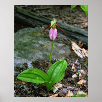 Póster NH Dama Rosa Slipper (Cypridedium Acaule) 16x20