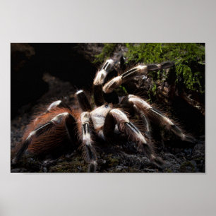 Póster Nhandu Chromatus Tarantula blanca y roja brasileñ