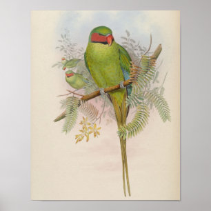 Póster Nicobar Parakeet por John Gould Imprimir