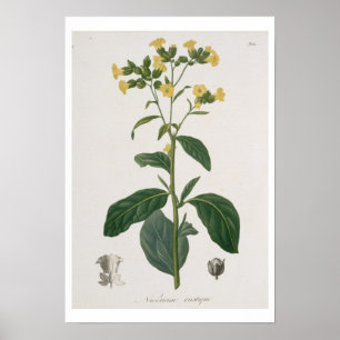 Póster Nicotiana de 'Phytographie Medicale' por Joseph R