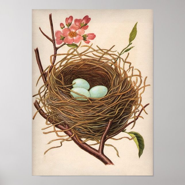 Póster Nido de huevo de Robin de época en rama de árbol f (Frente)