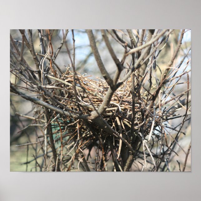Póster Nido de pájaro abandonado (Frente)