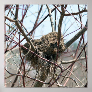 Póster Nido De Pájaro Abandonado En Primavera